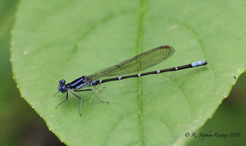 Argia sedula, male